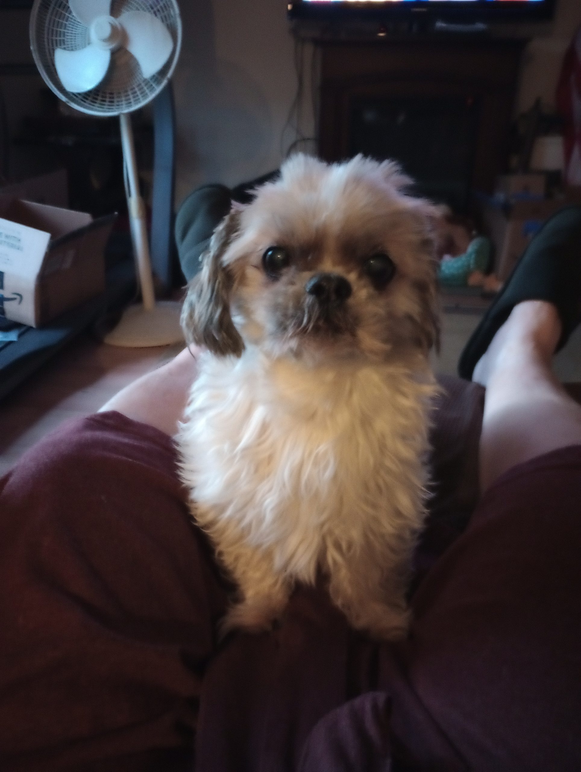 Buddy