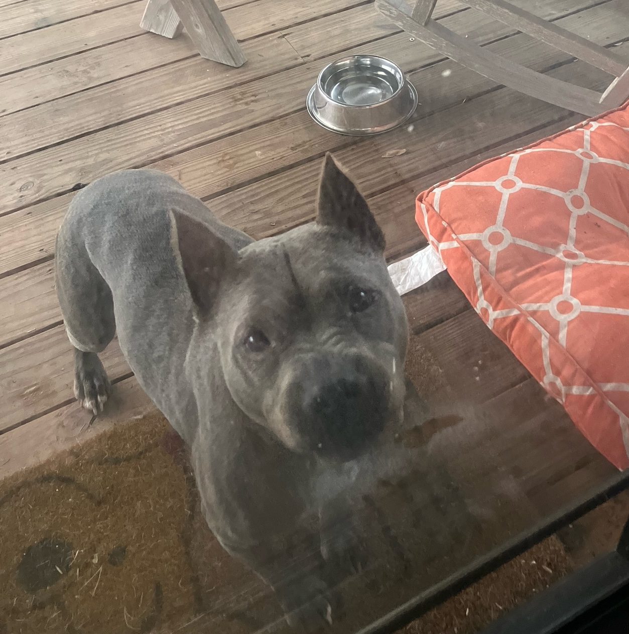 Senior Female Pitbull